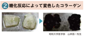 ２：糖化反応とコラーゲン