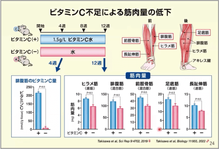 ビタミンC不足による筋肉量の低下