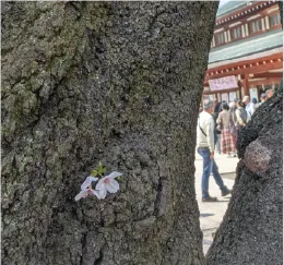 古い大きな桜の木