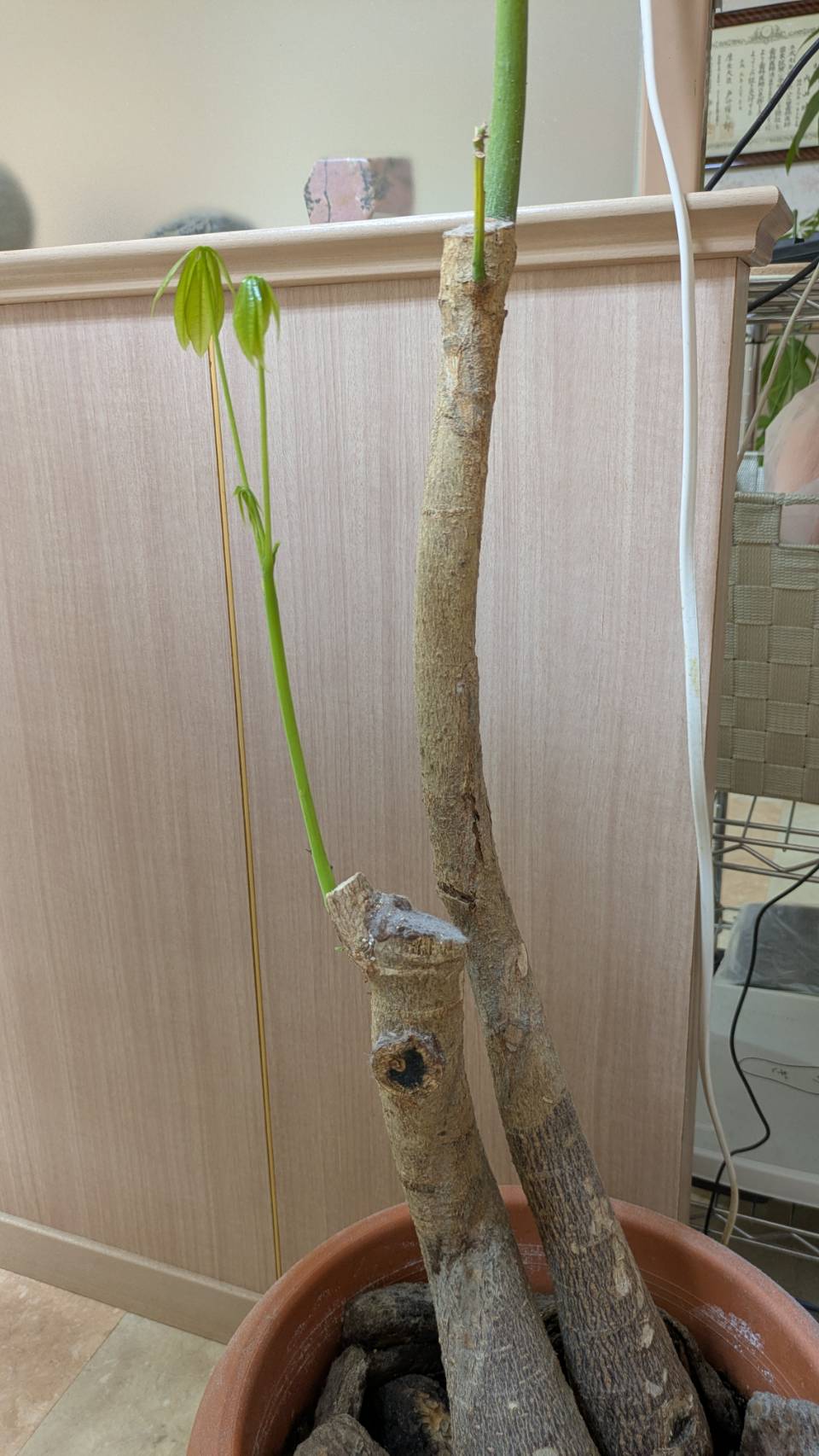 パキラ